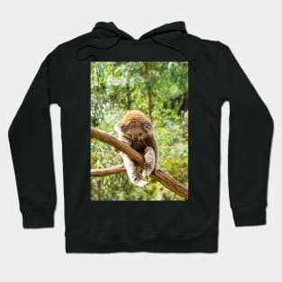 Koala with leg hooked over gum branch. Hoodie